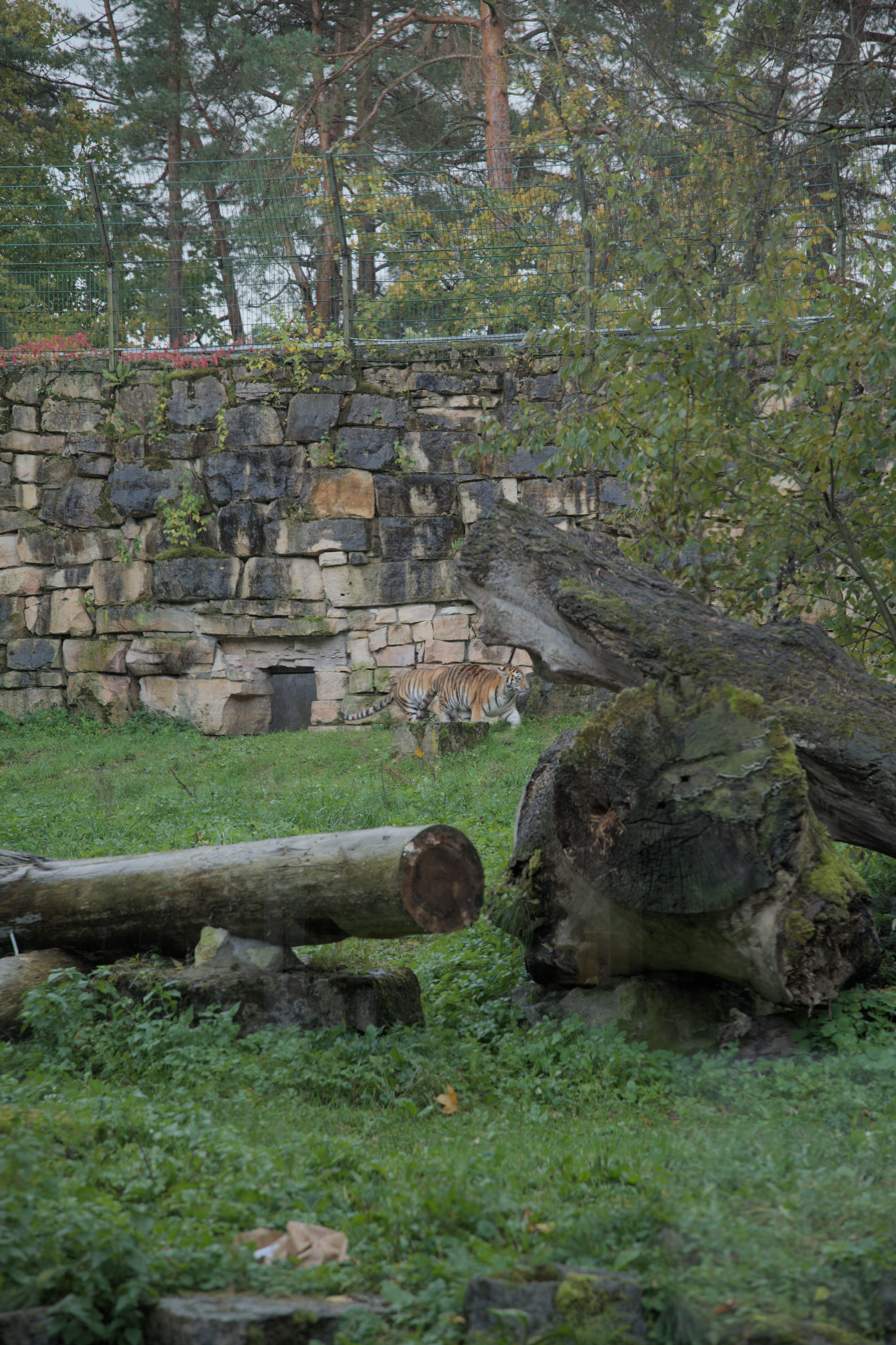 2025/10/12 - zoo/DSC_0112.jpg